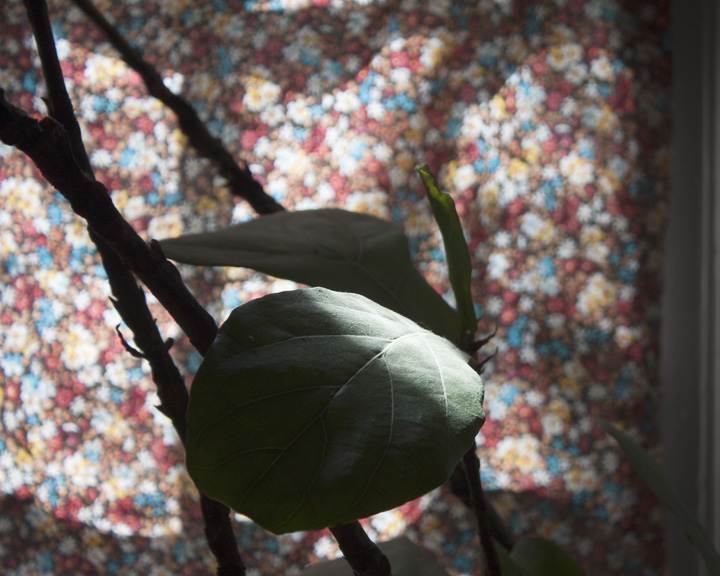 Images from Home